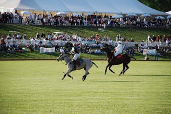 polo_cup159