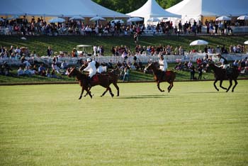 polo_cup164
