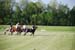 polo_cup155