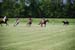 polo_cup156